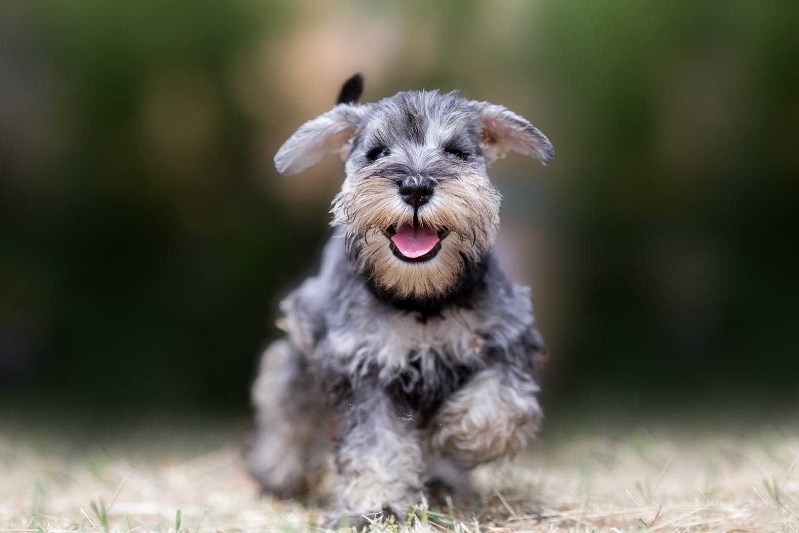 Ein fröhlicher Hund