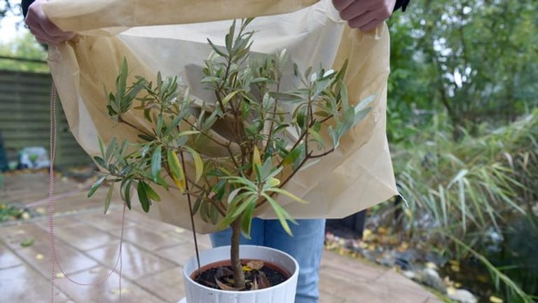 Pflanzenschutz: Ein Vlies kann schnell über Topfpflanzen gezogen werden, wenn für Herbstnächte sehr kaltes Wetter vorhergesagt wird.