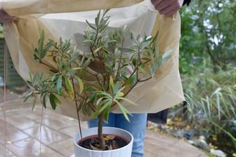 Pflanzenschutz: Ein Vlies kann schnell über Topfpflanzen gezogen werden, wenn für Herbstnächte sehr kaltes Wetter vorhergesagt wird.
