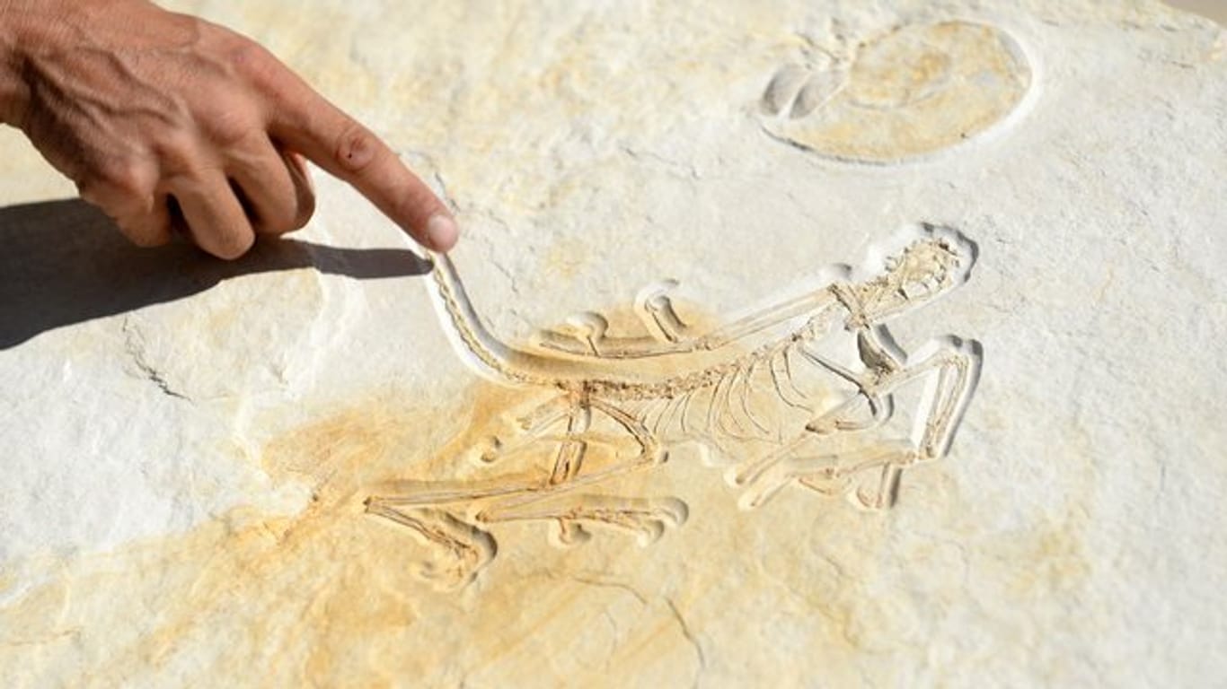 Geologe und Eigentümer Raimund Albersdörfer zeigt im Dinosaurier-Freilichtmuseum den Abdruck eines rund 153 Millionen Jahre alten Urvogels Archaeopteryx.