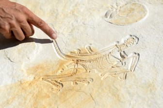 Geologe und Eigentümer Raimund Albersdörfer zeigt im Dinosaurier-Freilichtmuseum den Abdruck eines rund 153 Millionen Jahre alten Urvogels Archaeopteryx.