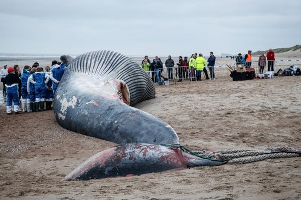 Der Kadaver eines großen Finnwals liegt am Strand von De Haan.