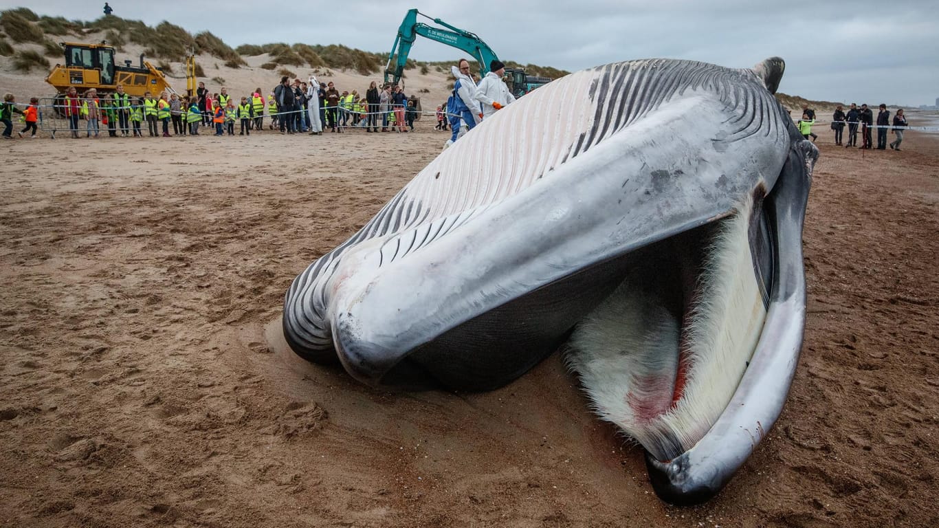 Der gestrandete Finnwal in Belgien: Der Wal starb schon vor der Strandung