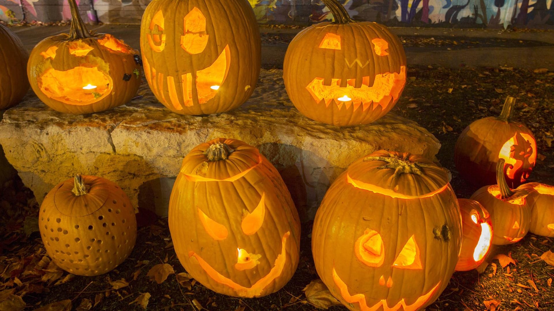 Halloween-Kürbisse: Je größer die Kürbisse, desto leichter können ausgehöhlt und dekoriert werden.