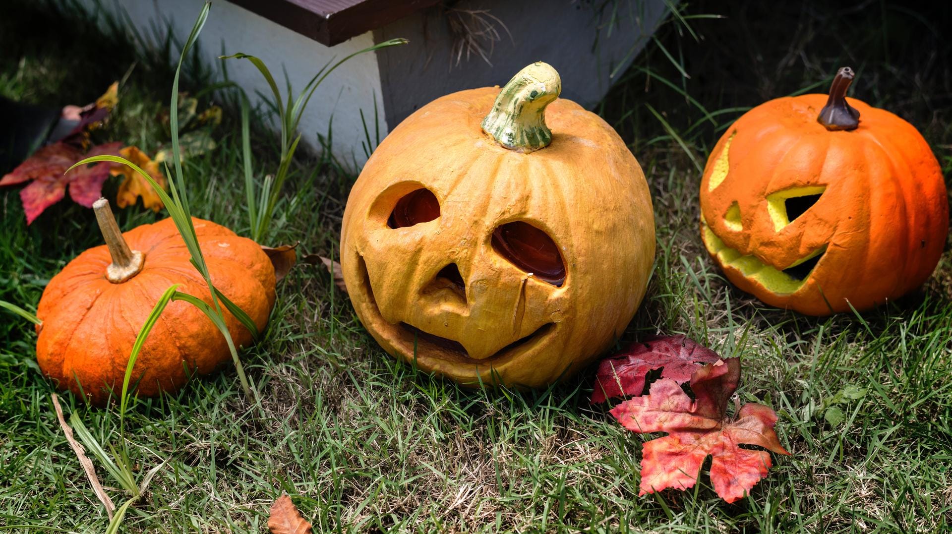 Halloween-Kürbisse: Verschiedene Kürbisarten können zu Laternen geschnitzt werden.