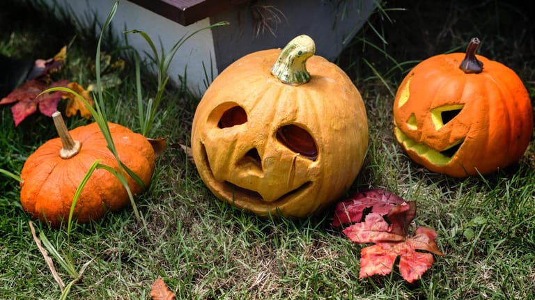 Halloween-Kürbisse: Verschiedene Kürbisarten können zu Laternen geschnitzt werden.