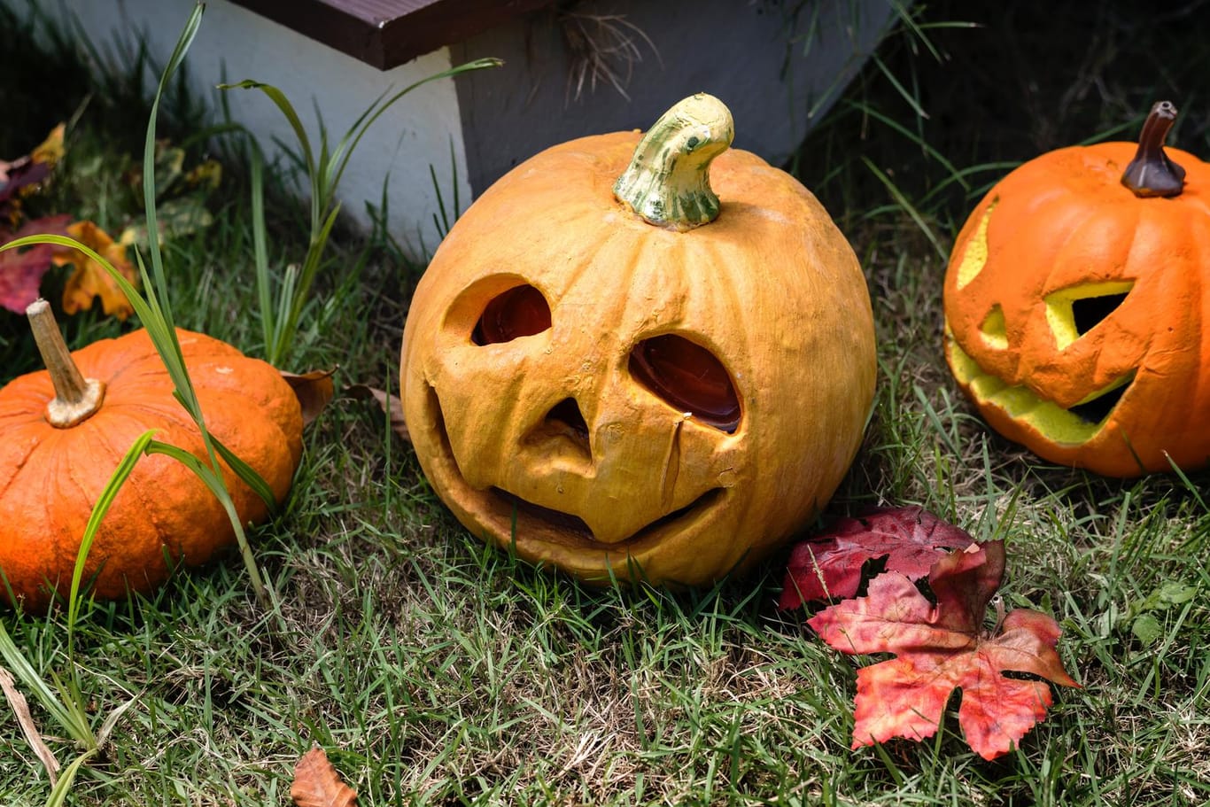Halloween-Kürbisse: Verschiedene Kürbisarten können zu Laternen geschnitzt werden.
