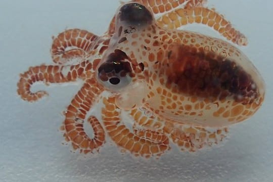 Baby-Oktopus in einem Plastikbehälter.