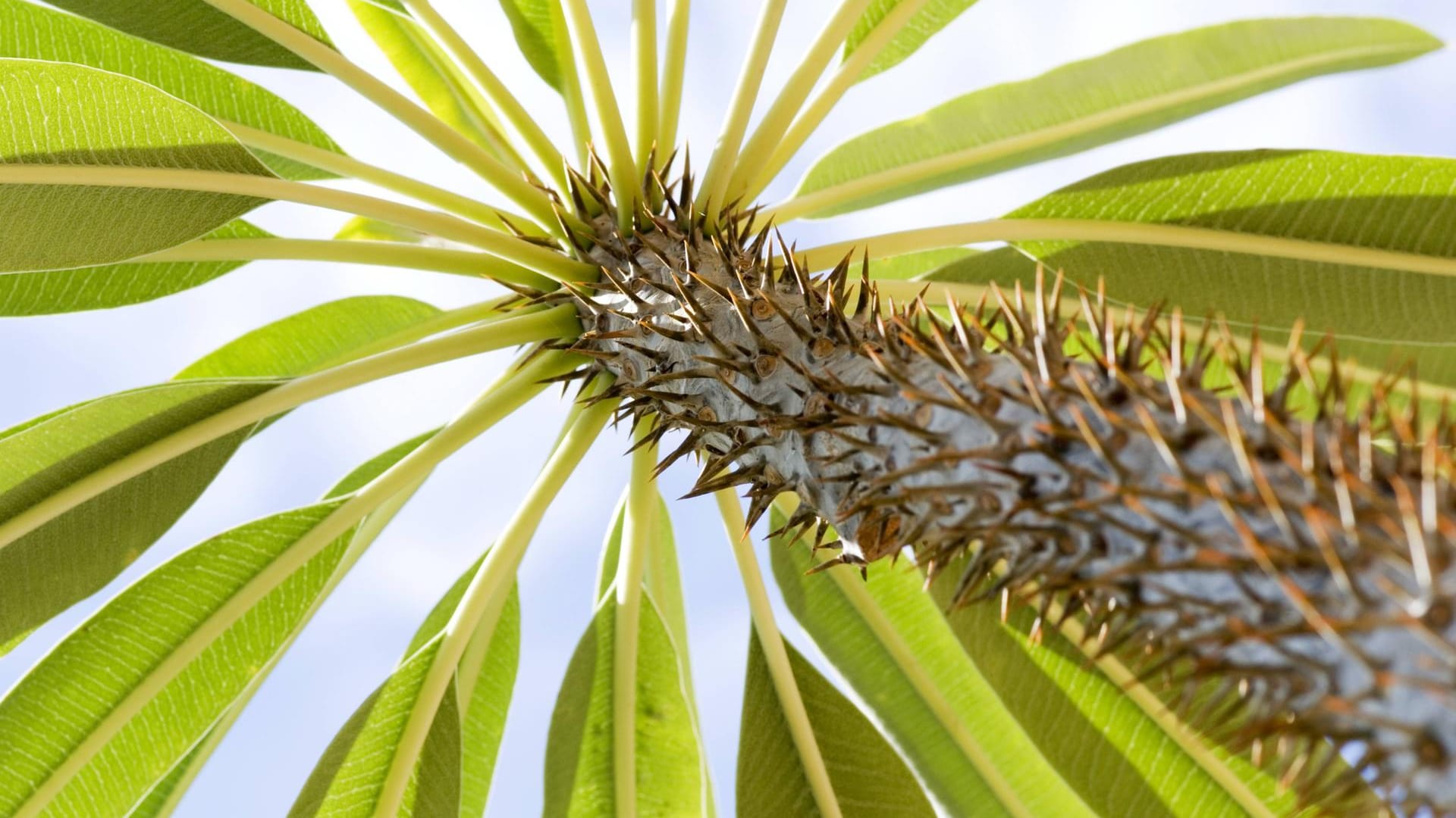 Madagaskarpalme: Sie ist als Zimmerpflanze sehr beliebt und ein richtiger Blickfang.