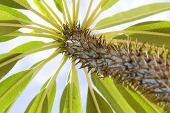 Madagaskarpalme: Sie ist als Zimmerpflanze sehr beliebt und ein richtiger Blickfang.