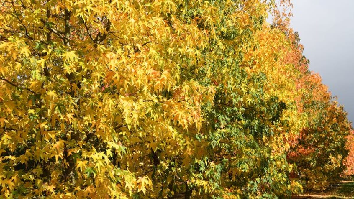 Amberbaum Farbenpracht garantiert