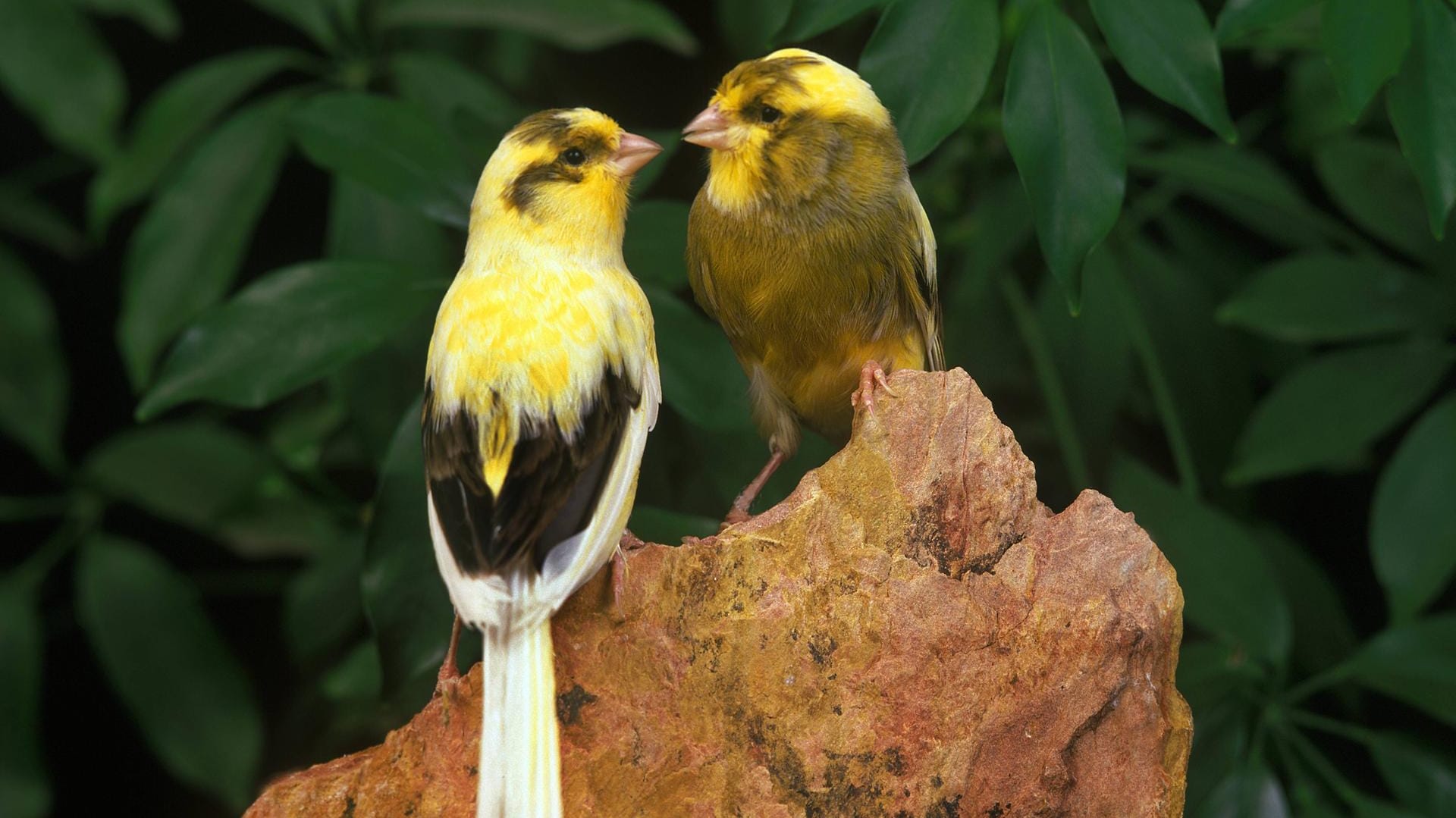 Sie leben gerne in Gruppen: Zwei Kanarienvögel sitzen auf einem Stein. (Symbolfoto) Sie leben gerne in Gruppen: Zwei Kanarienvögel sitzen auf einem Stein. (Symbolfoto)