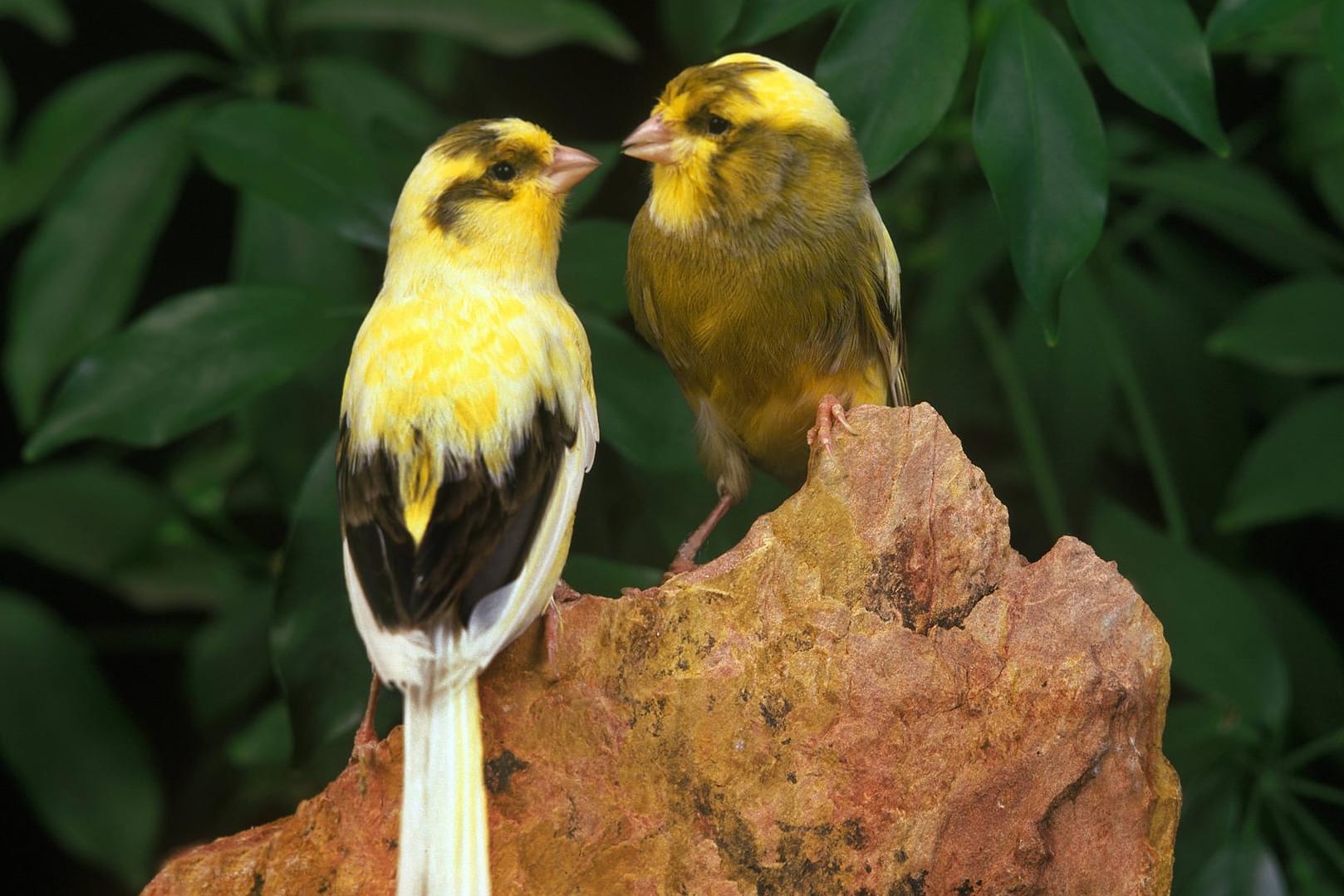 Sie leben gerne in Gruppen: Zwei Kanarienvögel sitzen auf einem Stein. (Symbolfoto)