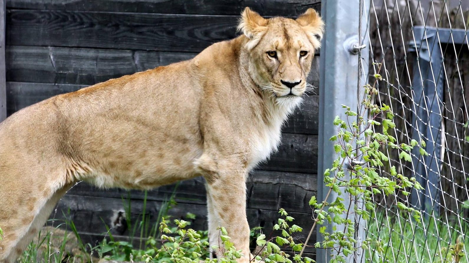 Löwin Bastet des Thüringer Zooparks in Erfurt (Symbolbild): Man trifft die Wildkatzen für gewöhnlich nur in einem ausreichend abgesicherten Käfig oder Gehege an – dies gilt wohl nicht für diesen russischen Zirkus.