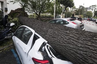 Ein umgestürzter Baum liegt auf dem Dach eines Autos in Rom.