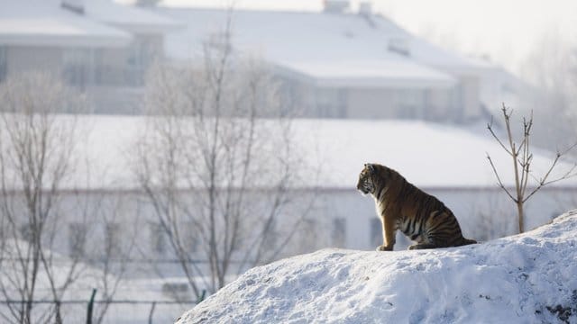 Ein Siberischer Tiger sitzt im "Siberian Tiger Park" im chinesischen Harbin auf einem schneebedeckten Hügel. Ein Siberischer Tiger sitzt im "Siberian Tiger Park" im chinesischen Harbin auf einem schneebedeckten Hügel.