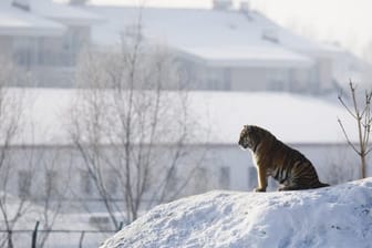 Ein Siberischer Tiger sitzt im "Siberian Tiger Park" im chinesischen Harbin auf einem schneebedeckten Hügel.