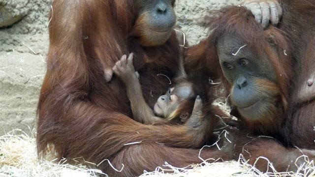Der kleine Orang-Utan Bukit mit seiner Mutter Indah (links)