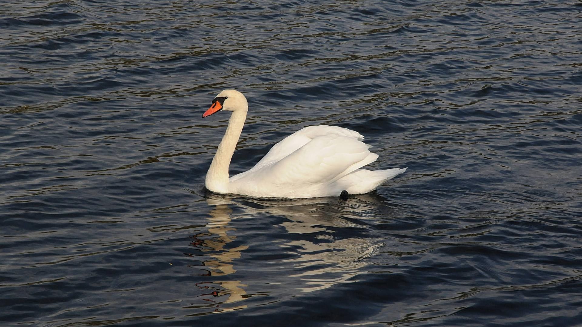 Ein Schwan: Der Polizei zufolge handelt es sich bei den getöteten Schwänen nicht um einen Einzelfall.
