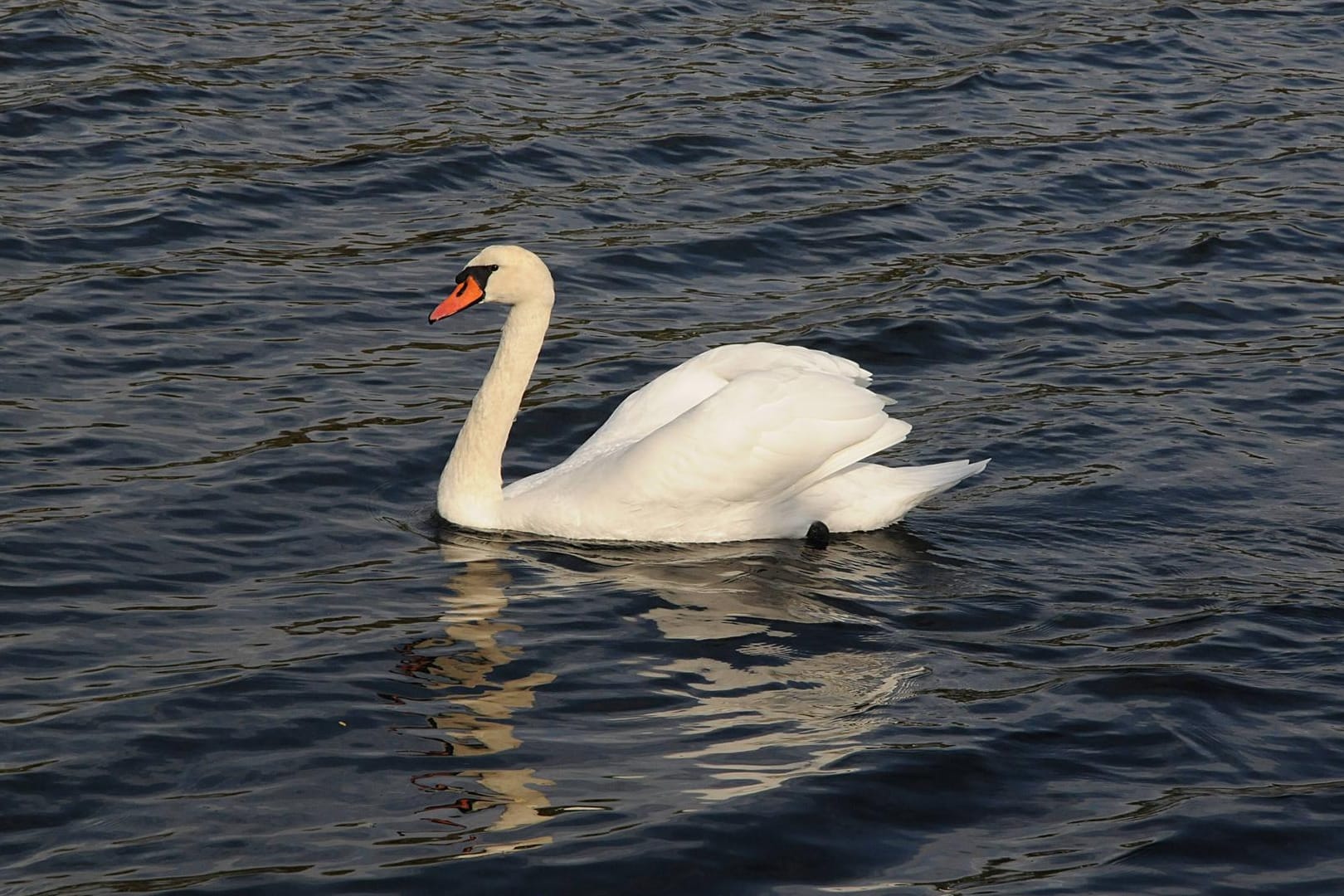 Ein Schwan: Der Polizei zufolge handelt es sich bei den getöteten Schwänen nicht um einen Einzelfall.