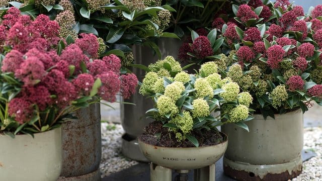 Die Skimmie bildet schon ab Spätsommer die Knospen für das kommende Frühjahr.