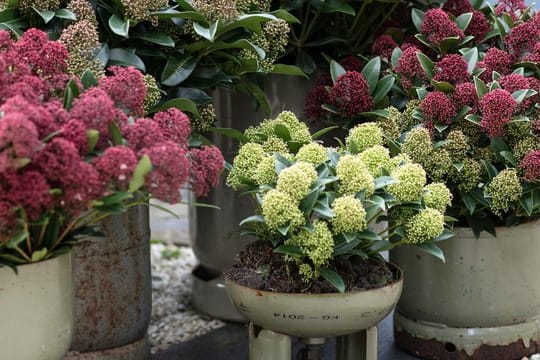 Die Skimmie bildet schon ab Spätsommer die Knospen für das kommende Frühjahr.