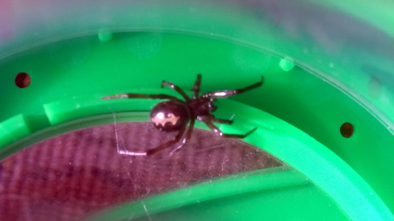 Eine Falsche Witwe gefangen in einem Behälter: Die giftige Spinne zählt zur Familie der Kugelspinnen.