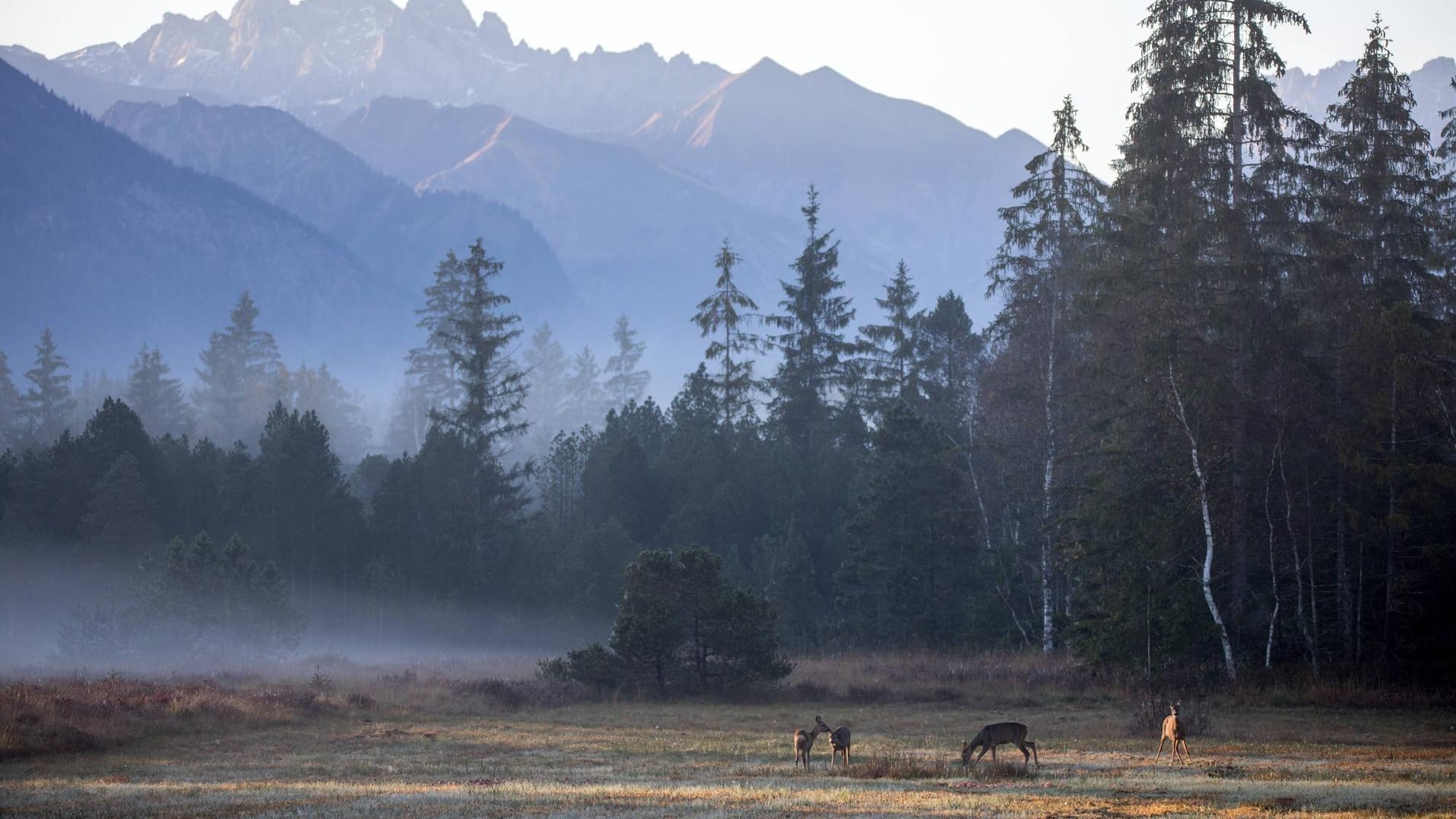 Morgennebel in den Allgäuer Alpen: Jedes Jahr werden mehr als tausend Wildtiere in Deutschland illegal getötet.