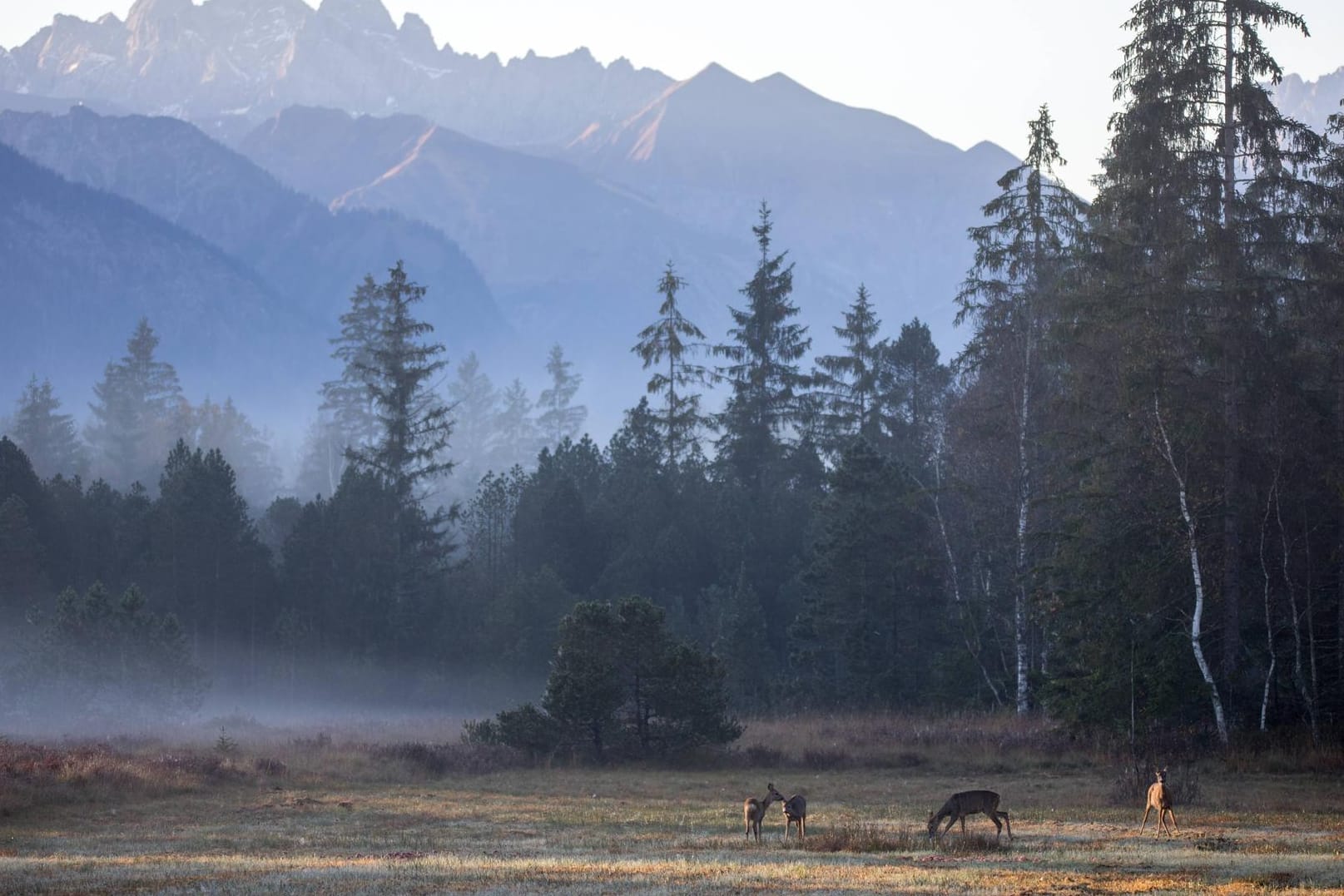 Morgennebel in den Allgäuer Alpen: Jedes Jahr werden mehr als tausend Wildtiere in Deutschland illegal getötet.