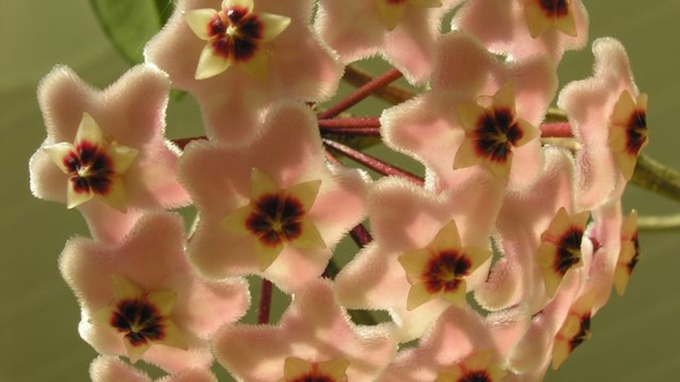 Die Porzellanblume (Hoya carnosa) hat fleischfarbene Blüten.