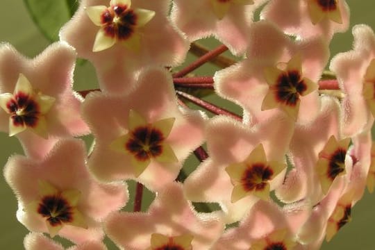 Die Porzellanblume (Hoya carnosa) hat fleischfarbene Blüten.