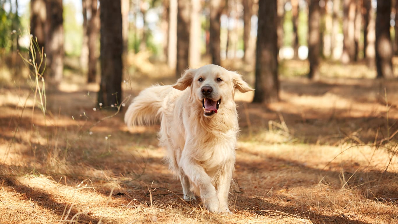 Freilaufender Hund: Halter sollten ihren Hund an die Leine nehmen, wenn sich bei einem Waldspaziergang Spaziergänger nähern.