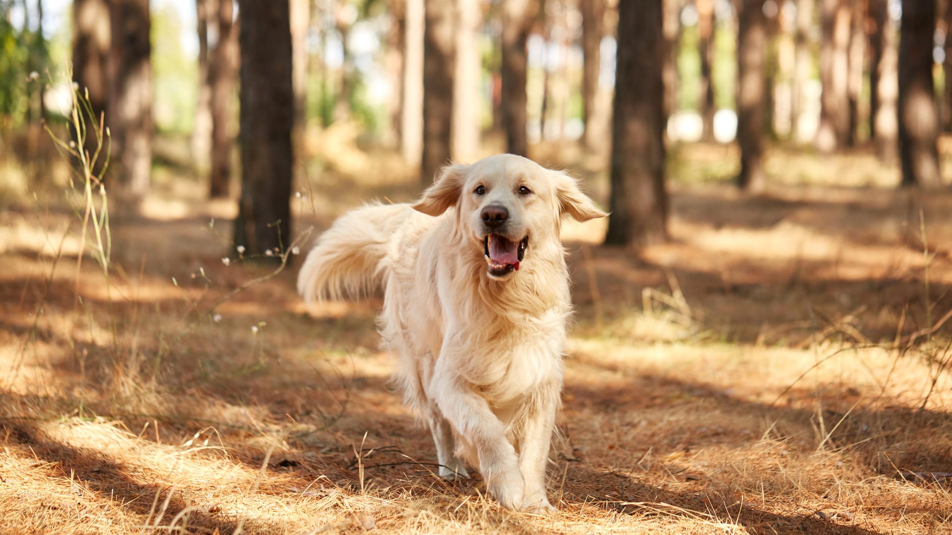 Freilaufender Hund: Halter sollten ihren Hund an die Leine nehmen, wenn sich bei einem Waldspaziergang Spaziergänger nähern.