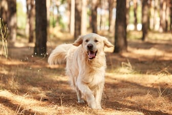 Freilaufender Hund: Halter sollten ihren Hund an die Leine nehmen, wenn sich bei einem Waldspaziergang Spaziergänger nähern.