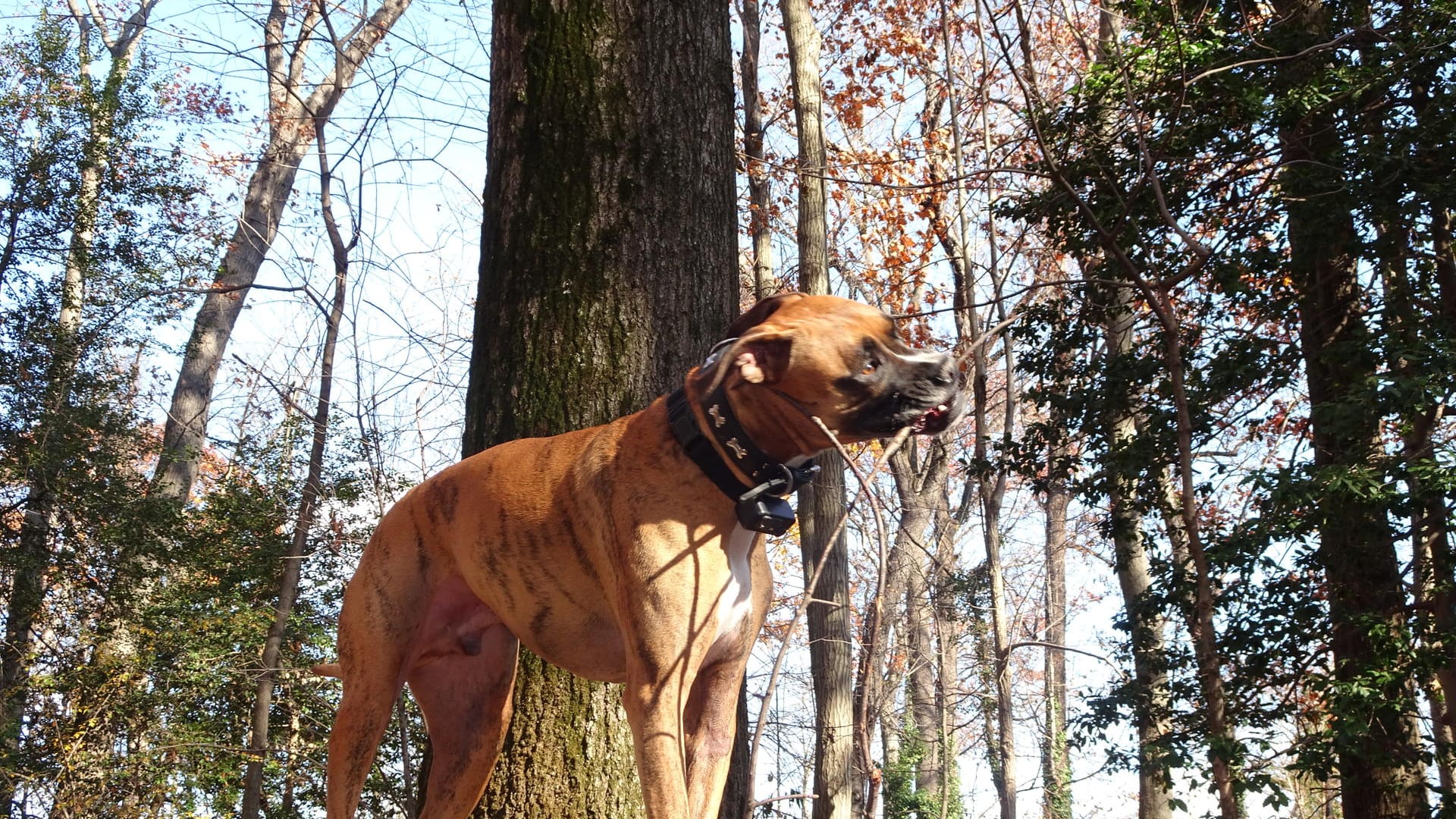 Freilaufender Hund: Halter sollten ihren Hund an die Leine nehmen, wenn sich bei einem Waldspaziergang Spaziergänger nähern.