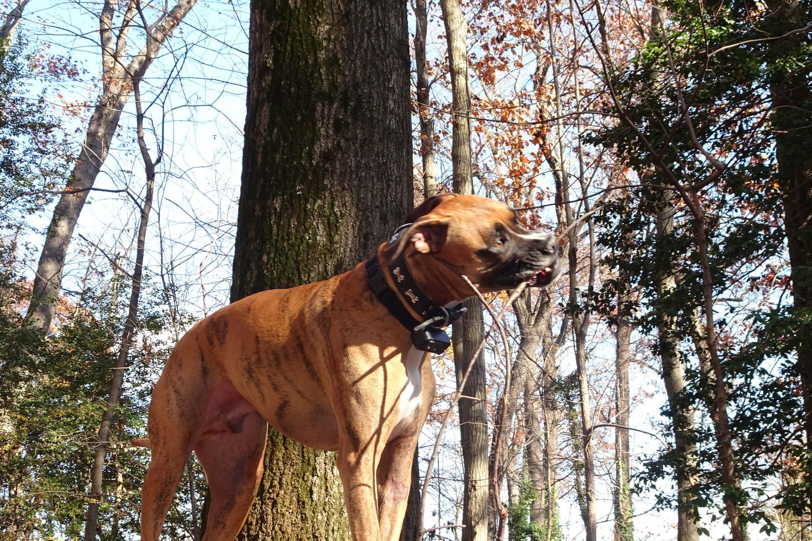 Freilaufender Hund: Halter sollten ihren Hund an die Leine nehmen, wenn sich bei einem Waldspaziergang Spaziergänger nähern.