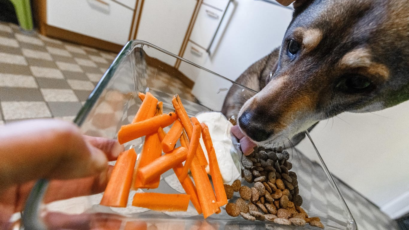 Möhren statt Fleisch: Können Hundehalter ihre Tiere dauerhaft vegetarisch ernähren?