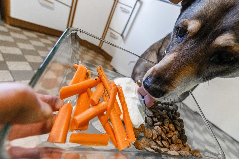 Möhren statt Fleisch: Können Hundehalter ihre Tiere dauerhaft vegetarisch ernähren?