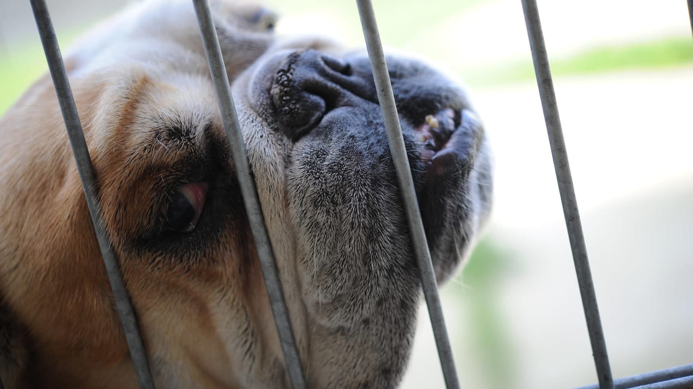 Englische Bulldogge: Die Hunderasse gilt als überzüchtet, da die kurze Nase und das platte Gesicht Atemwege, Augen und Gehirn einengen.