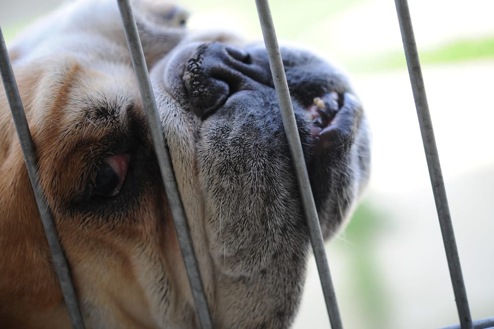 Englische Bulldogge: Die Hunderasse gilt als überzüchtet, da die kurze Nase und das platte Gesicht Atemwege, Augen und Gehirn einengen.