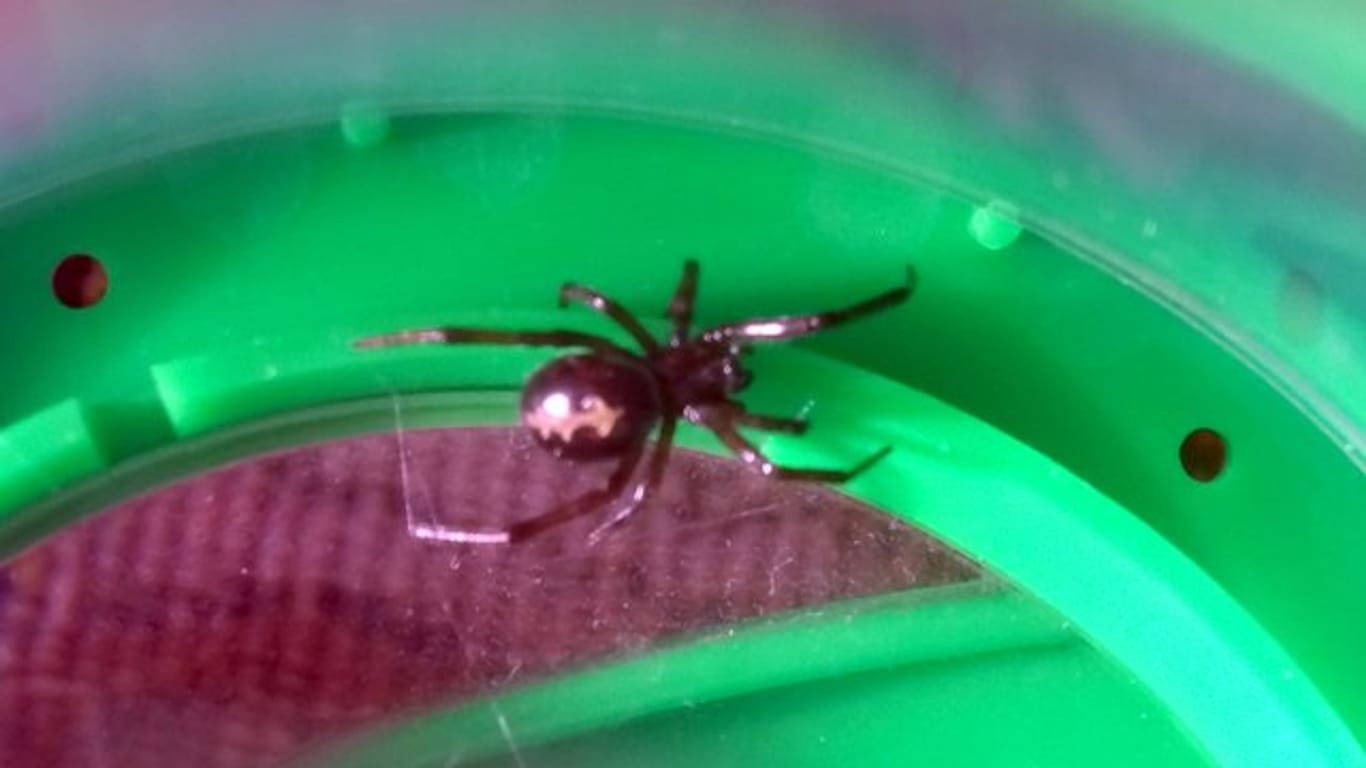 Spinne "Falsche Witwe" in Küche gefunden