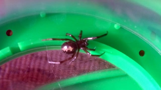 Spinne "Falsche Witwe" in Küche gefunden