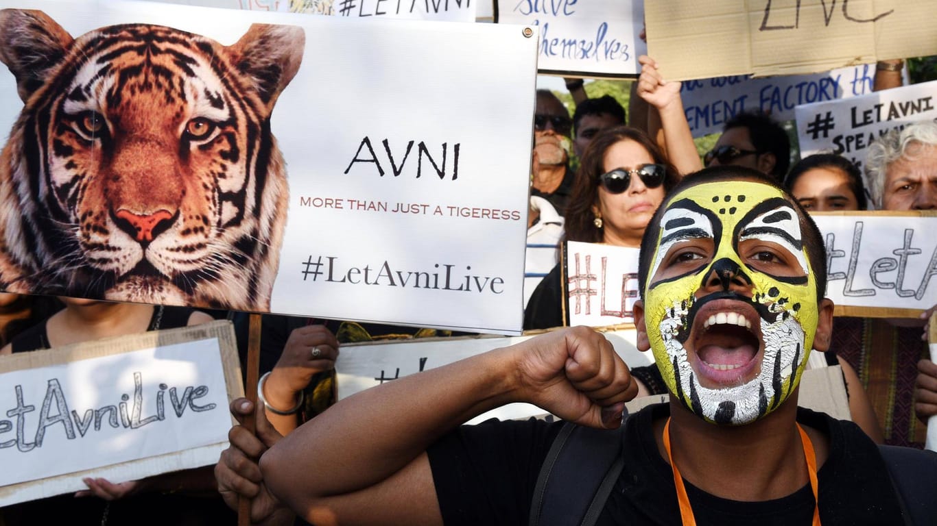 Aktivisten in Delhi protestierten im Oktober gegen die Jagd auf Tigerweibchen Avni: Die Nachricht über den Tod der Raubkatze sorgte für gespaltene Reaktionen. (Archivbild)