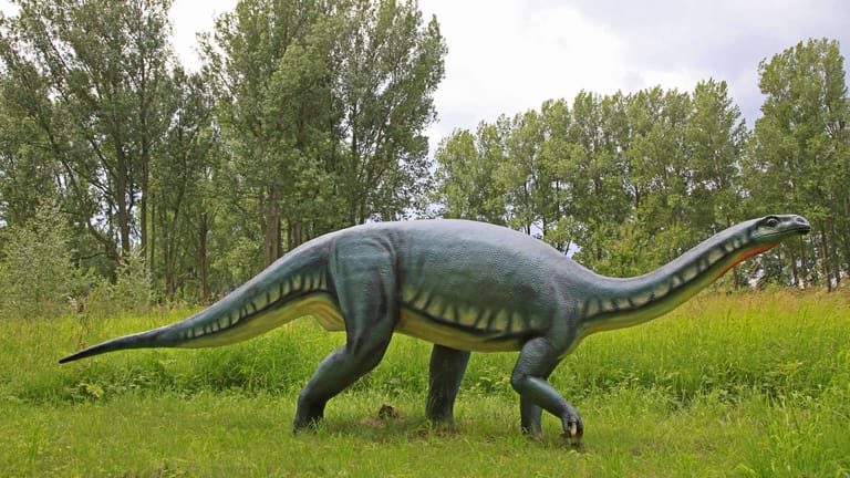Die Nachbildung eines Brontosaurus: Mit dieser Saurierart war der nun entdeckte Lavocatisaurus agrioensis verwandt. (Symbolbild)