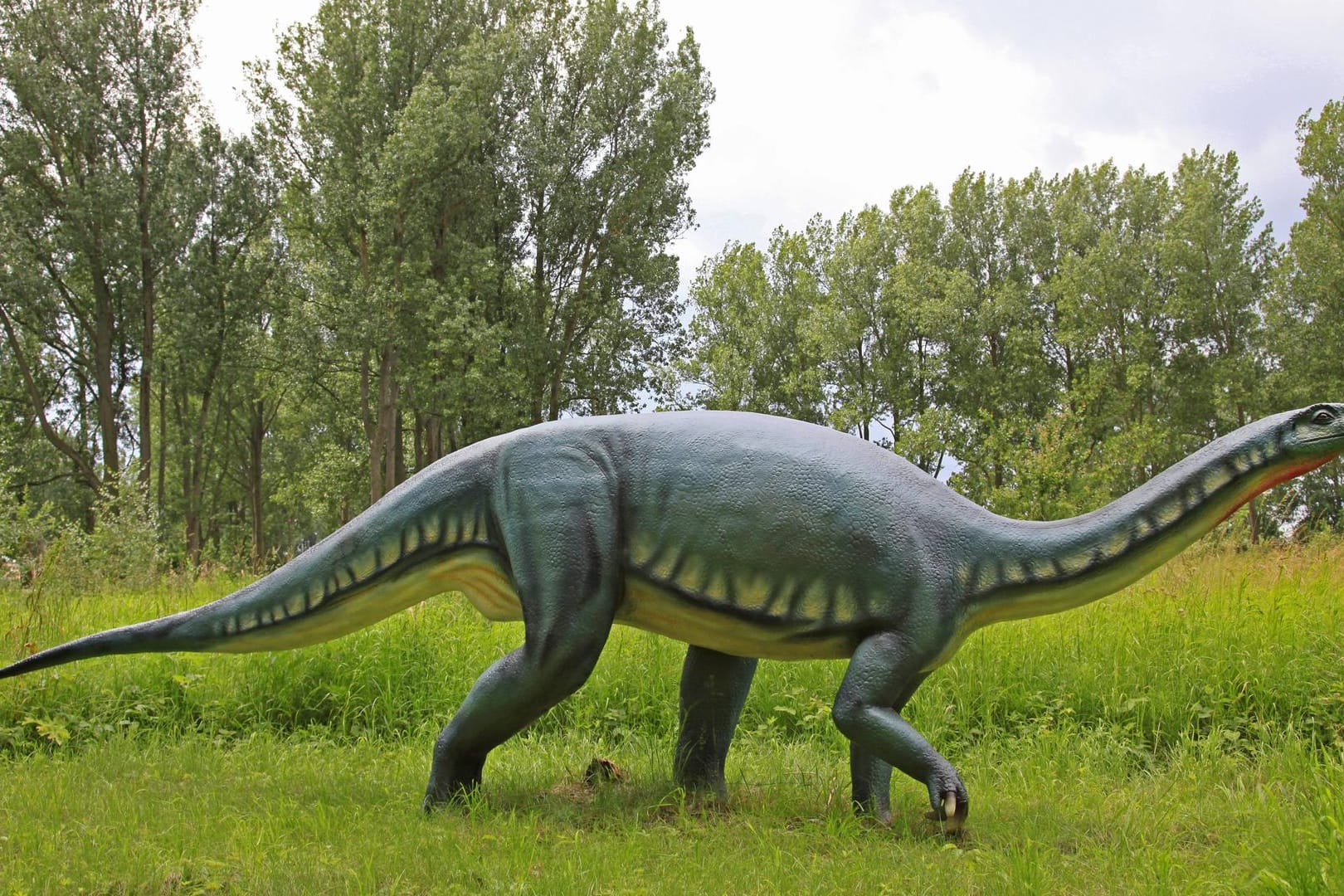 Die Nachbildung eines Brontosaurus: Mit dieser Saurierart war der nun entdeckte Lavocatisaurus agrioensis verwandt. (Symbolbild)