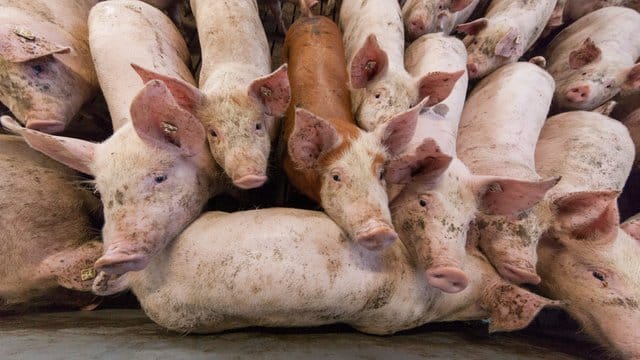Eigentlich sollte ab Januar Schluss sein mit der schmerzvollen betäubungslosen Kastration männlicher Ferkel. Eigentlich sollte ab Januar Schluss sein mit der schmerzvollen betäubungslosen Kastration männlicher Ferkel.