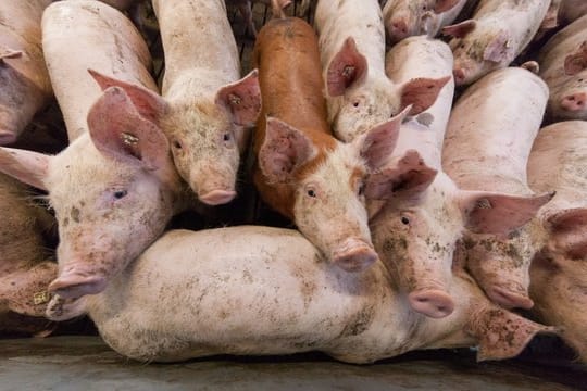 Eigentlich sollte ab Januar Schluss sein mit der schmerzvollen betäubungslosen Kastration männlicher Ferkel.