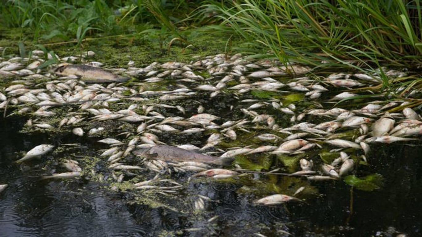 Tote Fische schwimmen bei Anklam in der Peene.