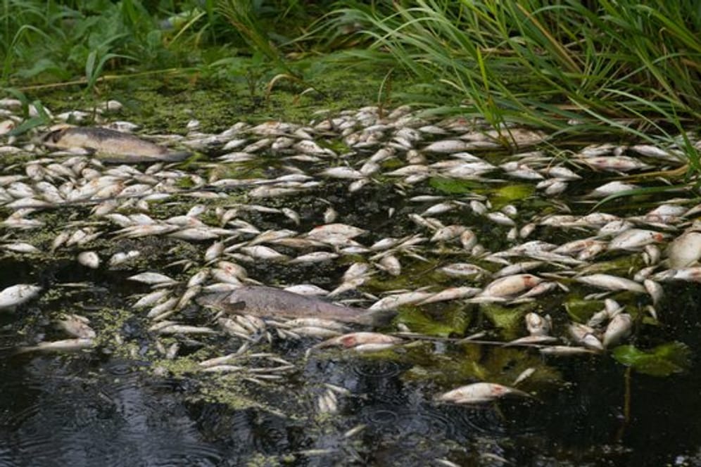 Tote Fische schwimmen bei Anklam in der Peene.