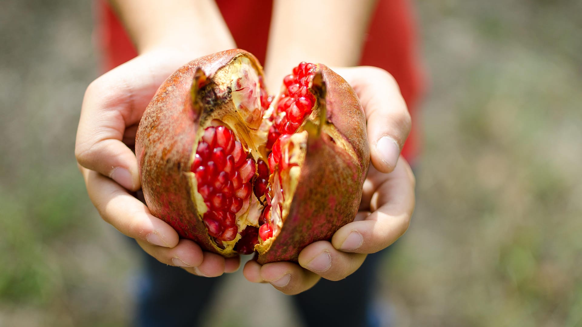 Geöffneter Granatapfel: Dadurch, dass Sie den Granatapfel aufdrücken und nicht durchschneiden, spritzt kein – oder nur wenig – Saft heraus.